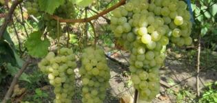 Descripción de la variedad y características de la variedad de uva Citronny Magaracha, cultivo