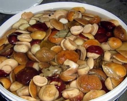 12 steg-för-steg-recept för att göra marinerade porcini-svampar för vintern i burkar