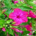 Planting and caring for mirabilis in the open field, 20 best varieties and cultivation