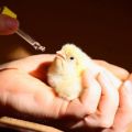 Instructies voor het gebruik van Metronidazol voor de behandeling van kippen en de aanbevolen dosering