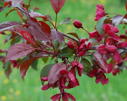 Description and characteristics of the ornamental variety of apple royalty, planting and care