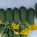 Beschrijving van komkommers van de krachtvariëteit Bogatyrskaya, hun kenmerken en teelt