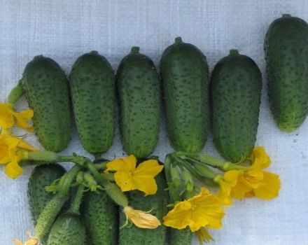 Beschrijving van komkommers van de krachtvariëteit Bogatyrskaya, hun kenmerken en teelt