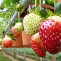 Installation von Hydrokultur für den Anbau von Erdbeeren, wie man Geräte mit eigenen Händen herstellt