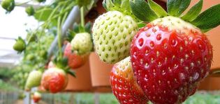 Installera hydroponics för att odla jordgubbar, hur man gör utrustning med egna händer