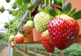 Ang pag-install ng hydroponics para sa lumalagong mga strawberry, kung paano gumawa ng kagamitan gamit ang iyong sariling mga kamay