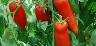 Kornabel tomātu šķirnes raksturojums un apraksts, tās audzēšana
