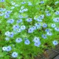 Rules for growing nigella from seeds and description of varieties