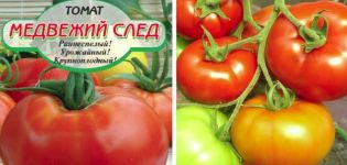 Opis odmiany pomidora Bear Trail i jej właściwości