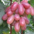 Descripción de la variedad de uva Transformación y características de los plazos de maduración