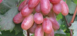 Description of the grape variety Transformation and characteristics of ripening terms