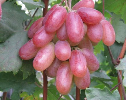 Beschrijving van het druivenras Transformatie en kenmerken van rijpingsvoorwaarden