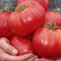 מאפיינים ותיאור של סוג העגבניות הנס הסיבירי, התשואה שלו