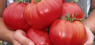 Características y descripción de la variedad de tomate Siberian Miracle, su rendimiento.