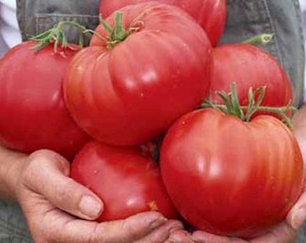 Pomidorų veislės Sibiro stebuklas charakteristikos ir aprašymas, jo derlius