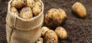 Hoe aardappelen correct te planten om een ​​goede oogst te krijgen?