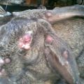 Symptoms and treatment of rabbit diseases, which ailments are dangerous to humans