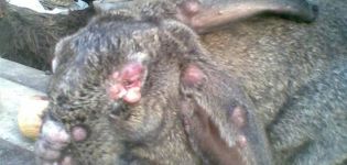 Síntomas y tratamiento de las enfermedades del conejo, que son peligrosas para los humanos.