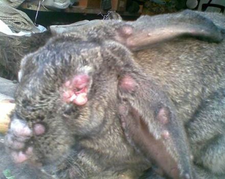 Simptomele și tratamentul bolilor de iepure, care afectează pericolele pentru oameni