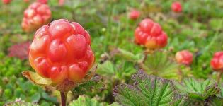 Yaprak saplarının cloudberries'den faydaları ve zararları, geleneksel tıpta kullanım için özellikleri ve tarifleri