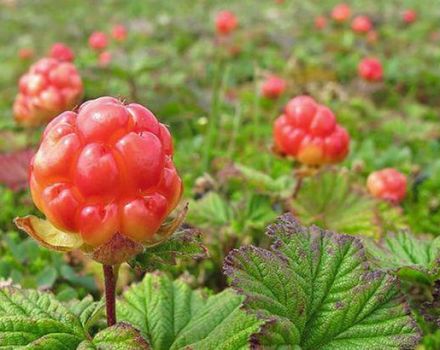 The benefits and harms of petioles from cloudberries, properties and recipes for use in traditional medicine