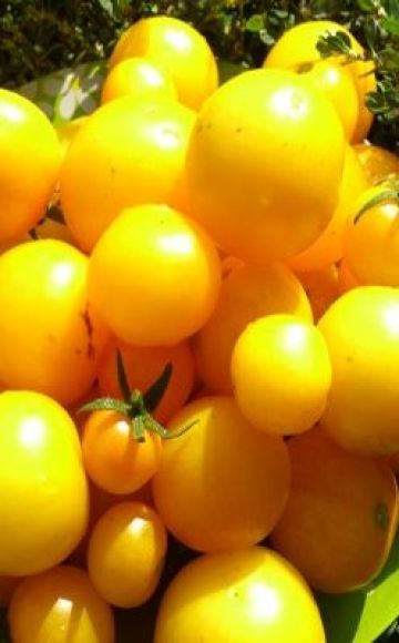 Descripción de la variedad de tomate Albaricoque, características de cultivo y cuidado.