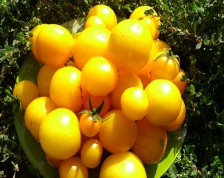 Beskrivelse af variationen af ​​tomat abrikoser, funktioner i dyrkning og pleje
