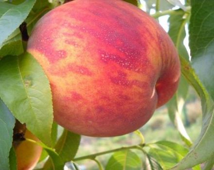 Beschreibung und Eigenschaften der Pfirsichsorte, Pflanzung und Pflege von Ambassador of Peace