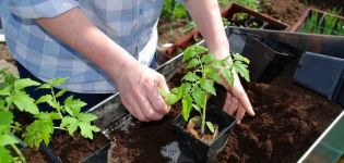 Tidspunktet for hvornår der skal plantes tomater til frøplanter i Moskva-regionen