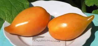 Opis odrody paradajok Buratino, jej vlastnosti a produktivita