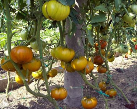 Eigenschaften und Beschreibung der Tomatensorte Malachite Box, deren Ertrag