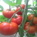 מאפיינים ותיאור של זן העגבניות Alyoshka F1 וניואנסים של הטכנולוגיה החקלאית