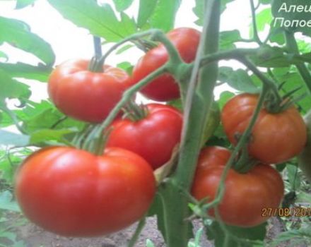 Características y descripción de la variedad de tomate Alyoshka F1 y los matices de la tecnología agrícola.