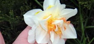 وصف وخصائص صنف Replit daffodil وزراعته ورعايته