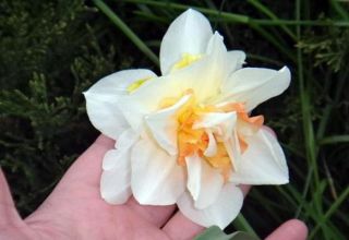 A Replit nárcisz fajta leírása és jellemzői, termesztése és gondozása