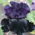 50 variedades de variedades de iris con descripciones y características.