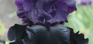 50 Sorten von Iris-Sorten mit Beschreibungen und Merkmalen
