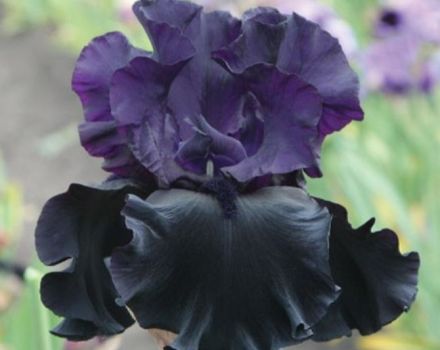 50 varietats de varietats d’iris amb descripcions i característiques