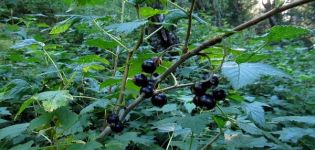 How many years does black currant live in one place, the timing of fruiting