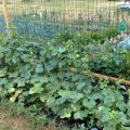 De bästa sorterna av gurkor för öppen mark i mittfältet och tidpunkten för plantering
