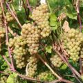 Beschrijving en geschiedenis van Platovsky-druiven, teelt, regels voor het oogsten en opslaan van gewassen