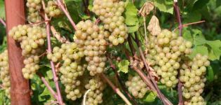 Descrizione e storia dell'uva Platovsky, coltivazione, regole per la raccolta e la conservazione dei raccolti