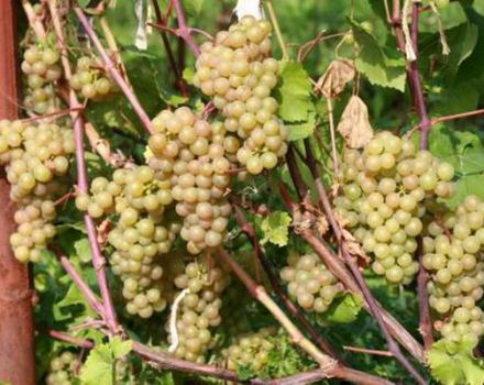 Beskrivelse og historie af Platovsky-druer, dyrkning, regler for høst og opbevaring af afgrøder