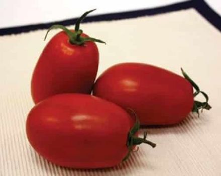 Kuvaus tomaattilajikkeesta Marianna F1, sen ominaisuudet ja sato