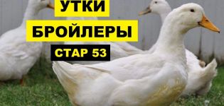Opis kaczek rasy Star-53, ich odchów i żywienia w warunkach domowych