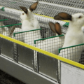 Si un negocio de cría de conejos es rentable, pros y contras y cómo organizarlo