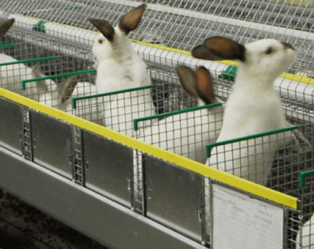 Ob ein Kaninchenzuchtunternehmen rentabel ist oder nicht, Vor- und Nachteile und Organisation