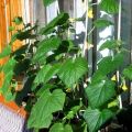 Sådan plantes, bestøves og dyrkes agurker på balkonen og vindueskarmen