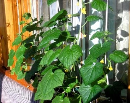 Sådan plantes, bestøves og dyrkes agurker på balkonen og vindueskarmen