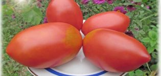 Description of the tomato variety King Penguin, its characteristics and productivity